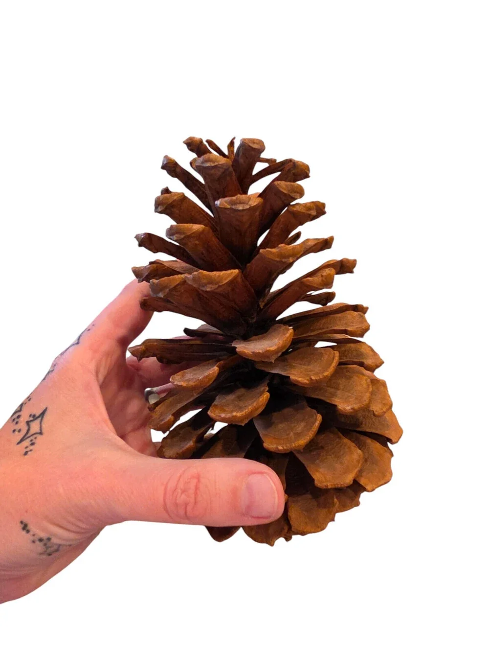 N/A large longleaf